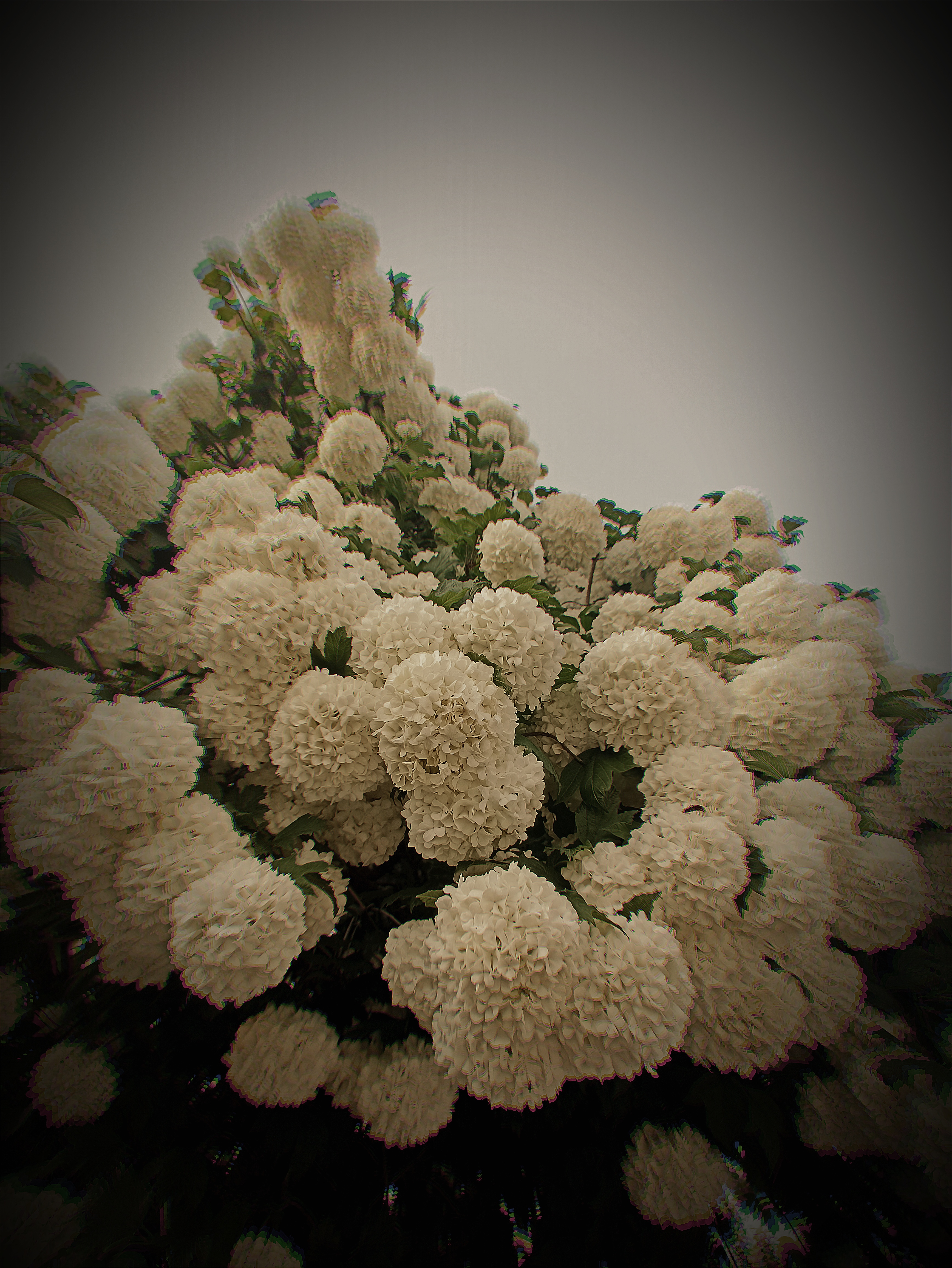 Hydrangea Blossoms